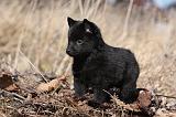 SCHIPPERKE 805